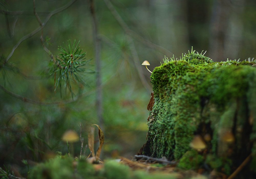 Photograph by Светлана Кавказская