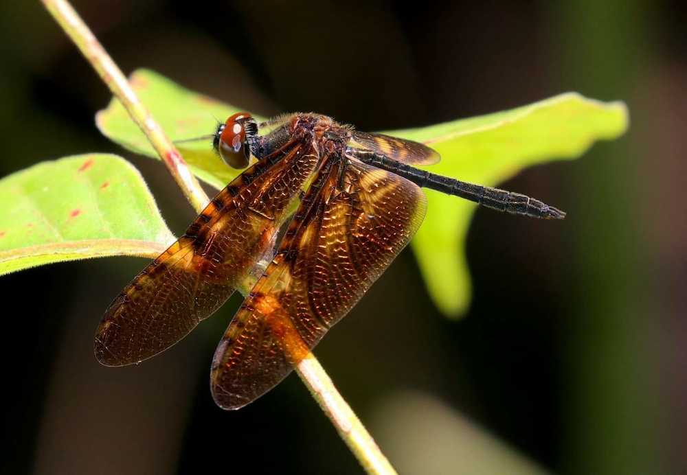 Photograph by Winder Sánchez Ceopa