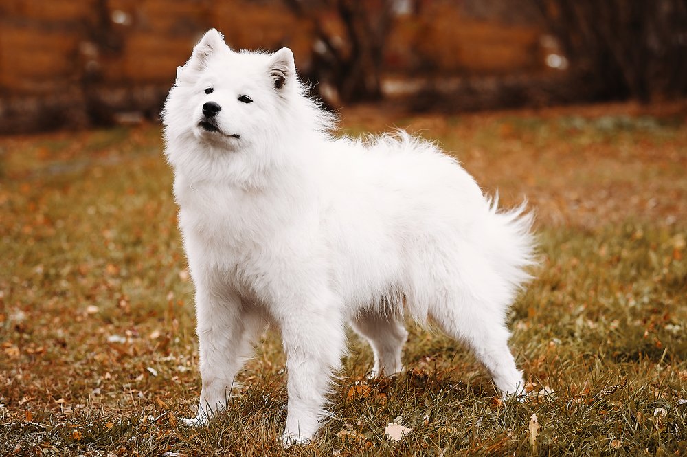 Photograph by Ксения Лысенкова