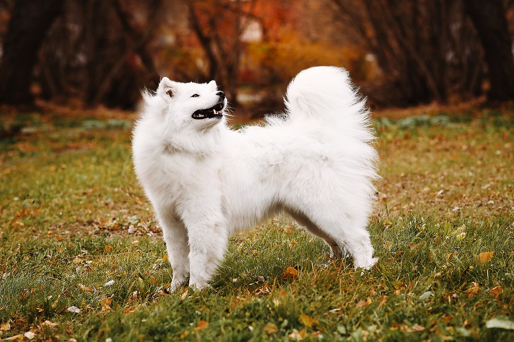 Photograph by Ксения Лысенкова