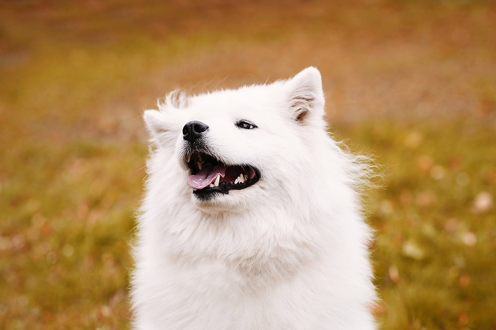 Photograph by Ксения Лысенкова