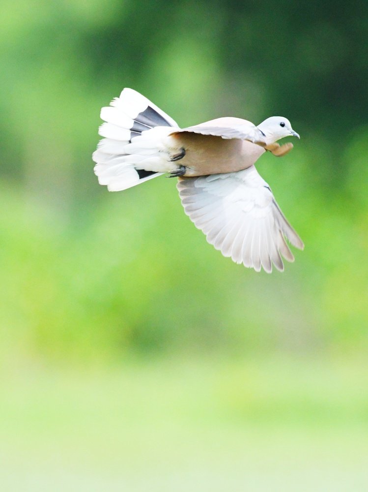 Photograph by Preet saluja