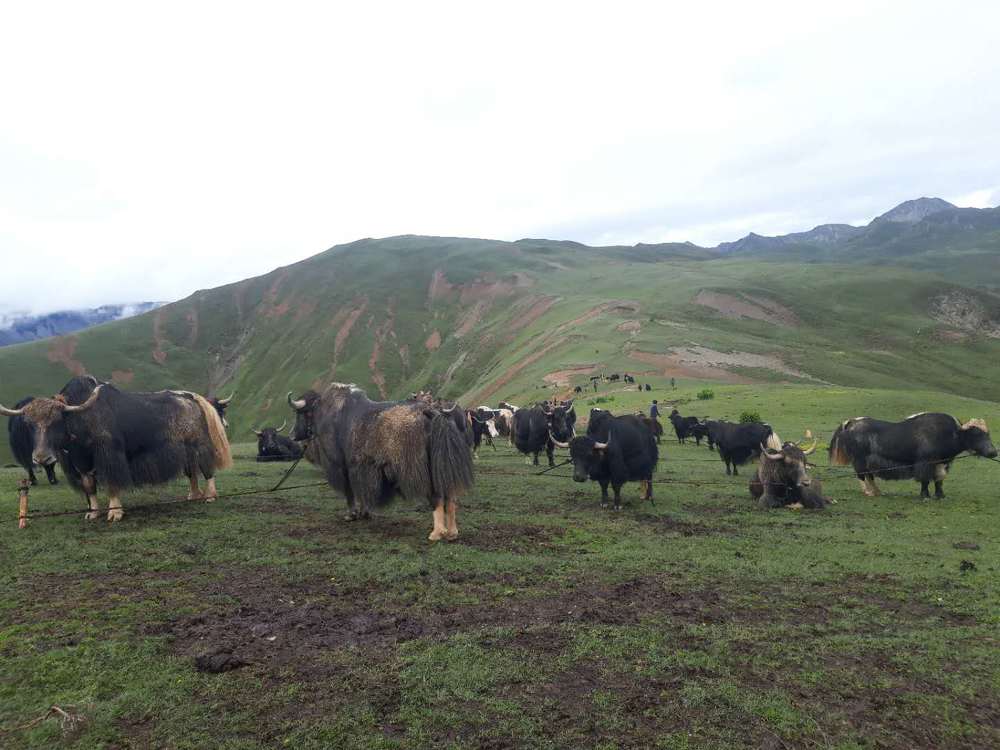 Photograph by Kinzang Choden
