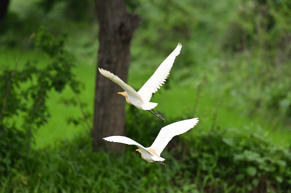 Photograph by Preet saluja