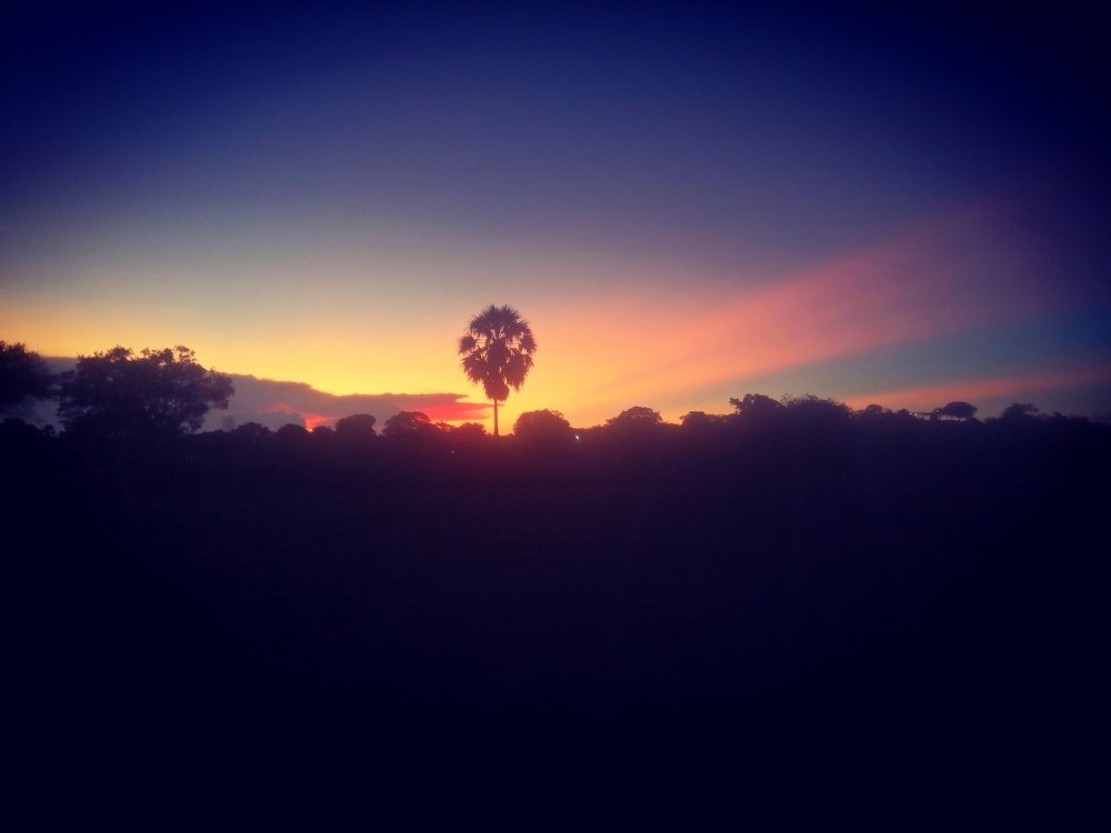 Single Palm Tree