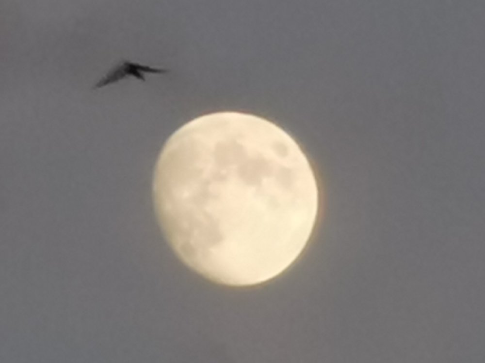 Леди скворец