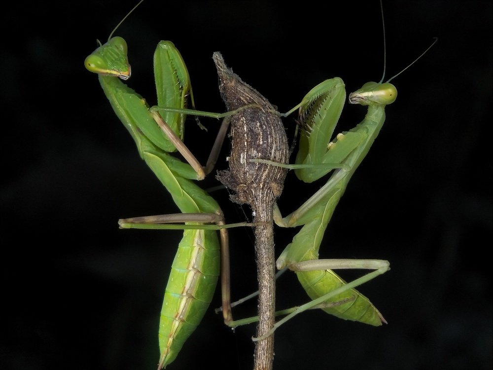 Photograph by Rosyid Muhammad