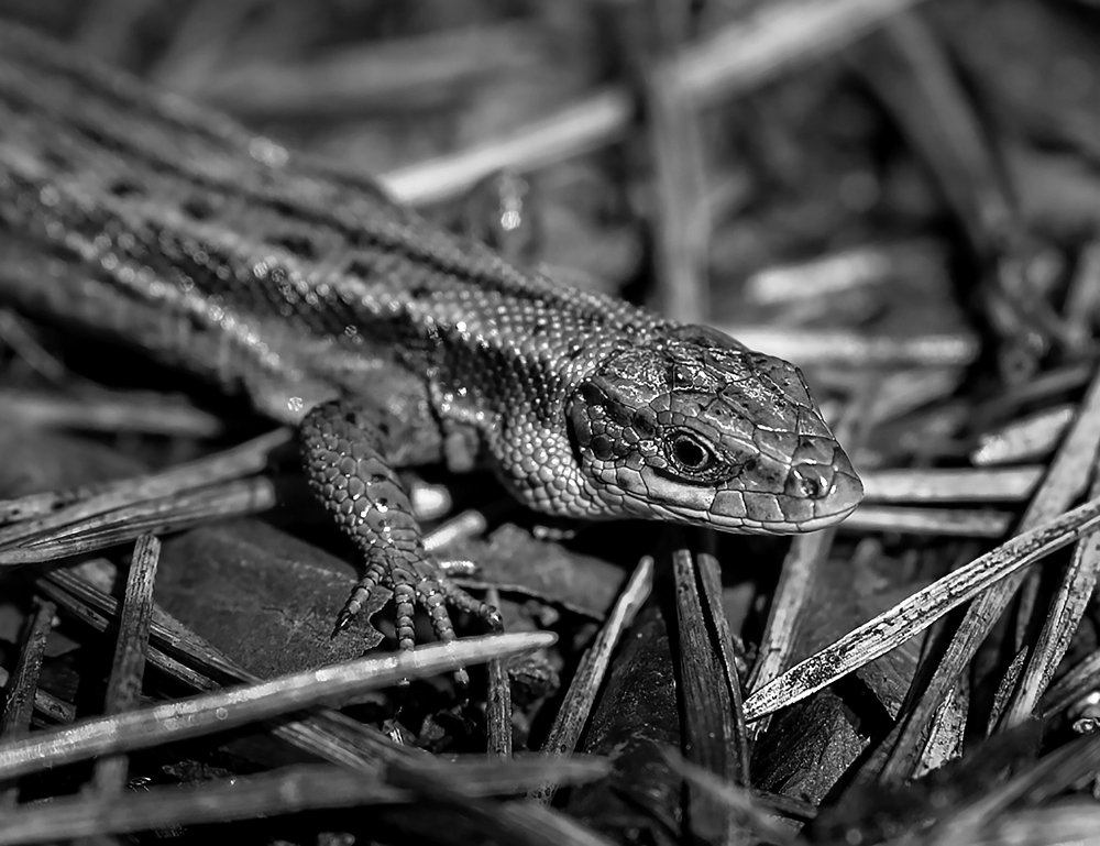 Photograph by Raimond Rooparg
