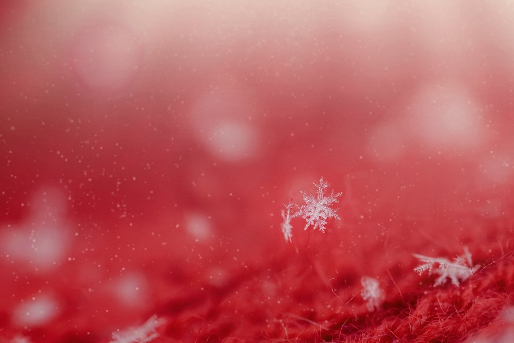 Фотография автора Яна Романова