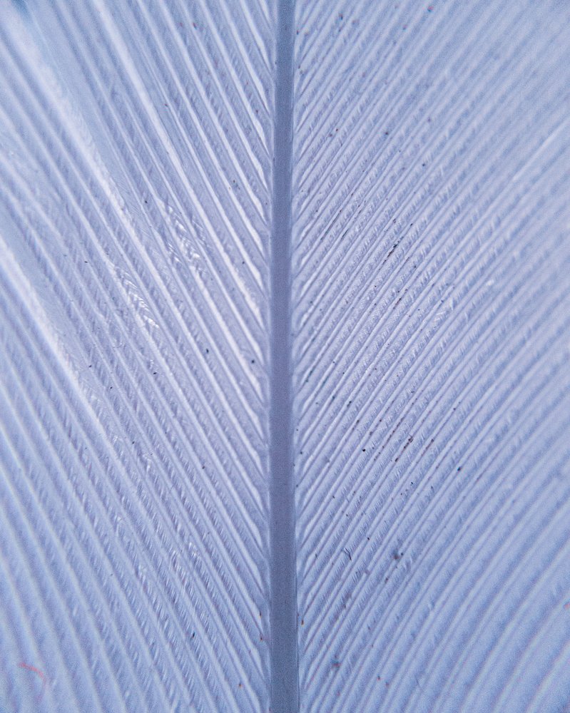 Photograph by Евгений Журихин