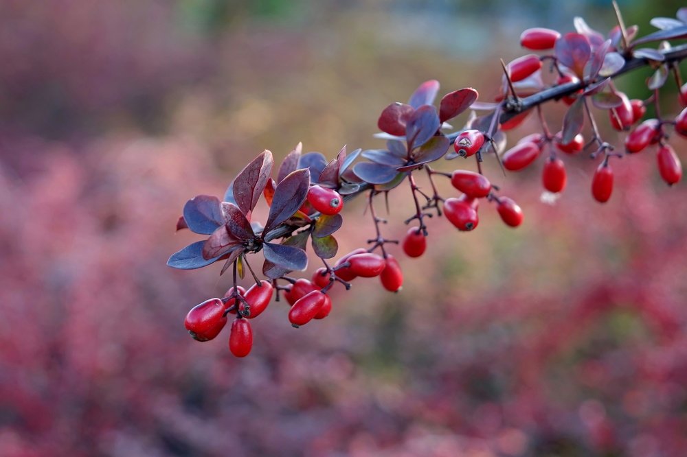 Осеннее и красно-барбарисовое...
