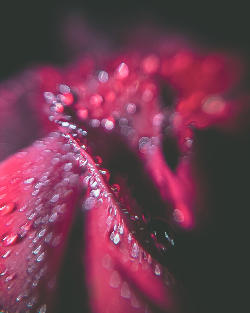 Photograph by Евгений Журихин