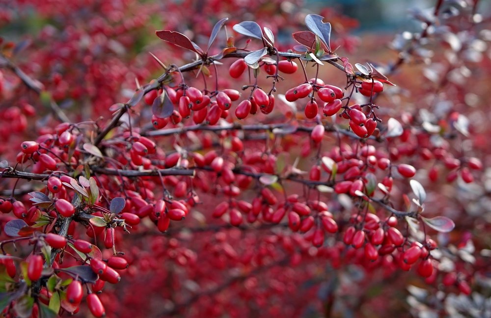 Барбарисовые россыпи.