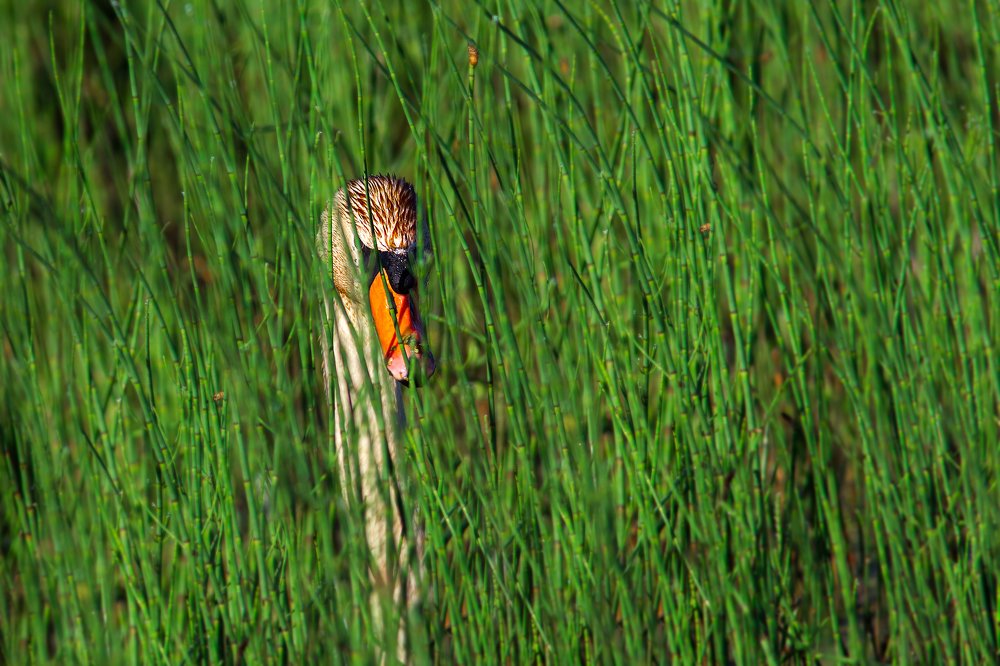 Фотография автора Vyacheslav Lozhkin