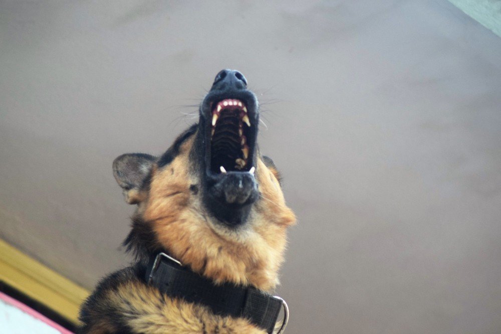 Photograph by Rajeev Sinha