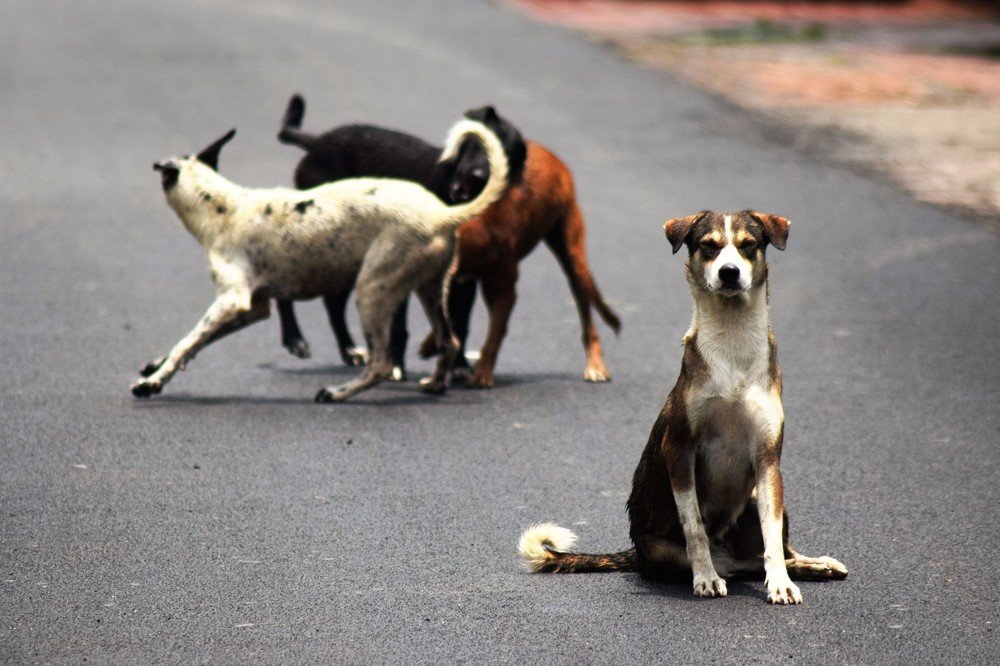 Photograph by Rajeev Sinha