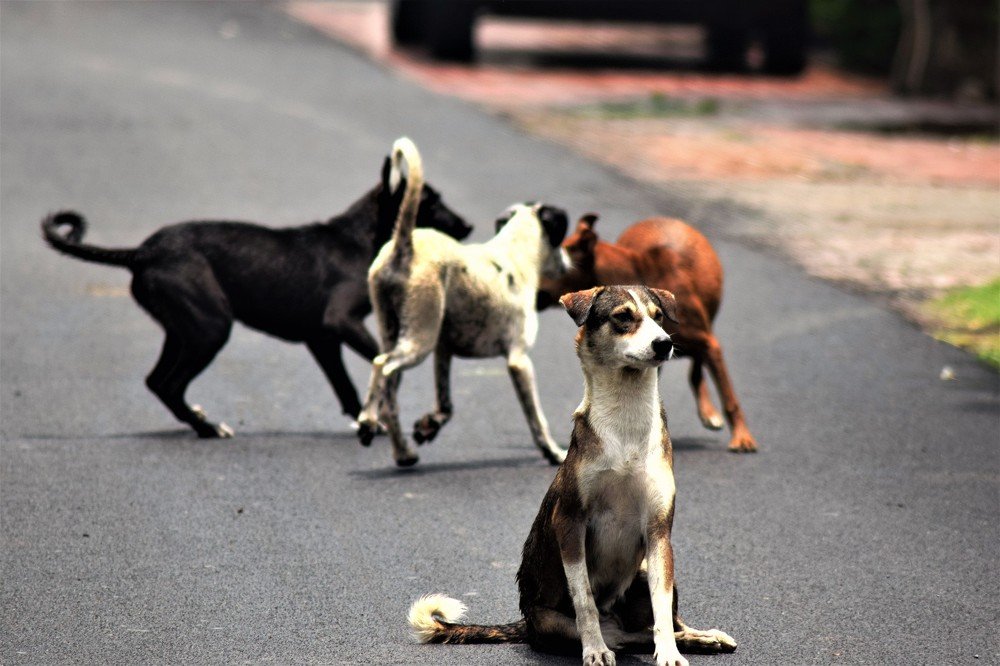 Photograph by Rajeev Sinha
