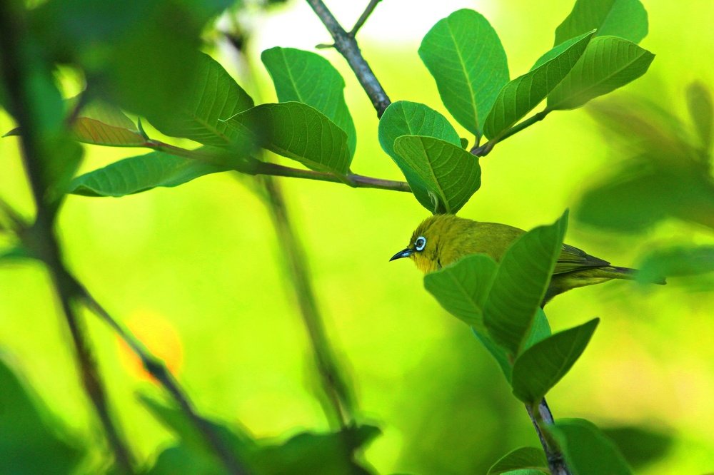 Photograph by Sourav Mahant