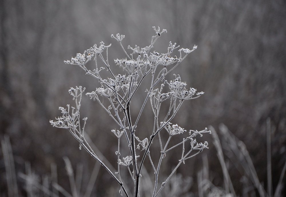 Photograph by Анна Астахова