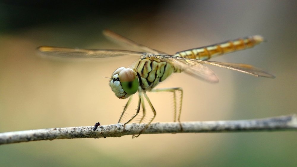 Photograph by VIVEK JOSHI