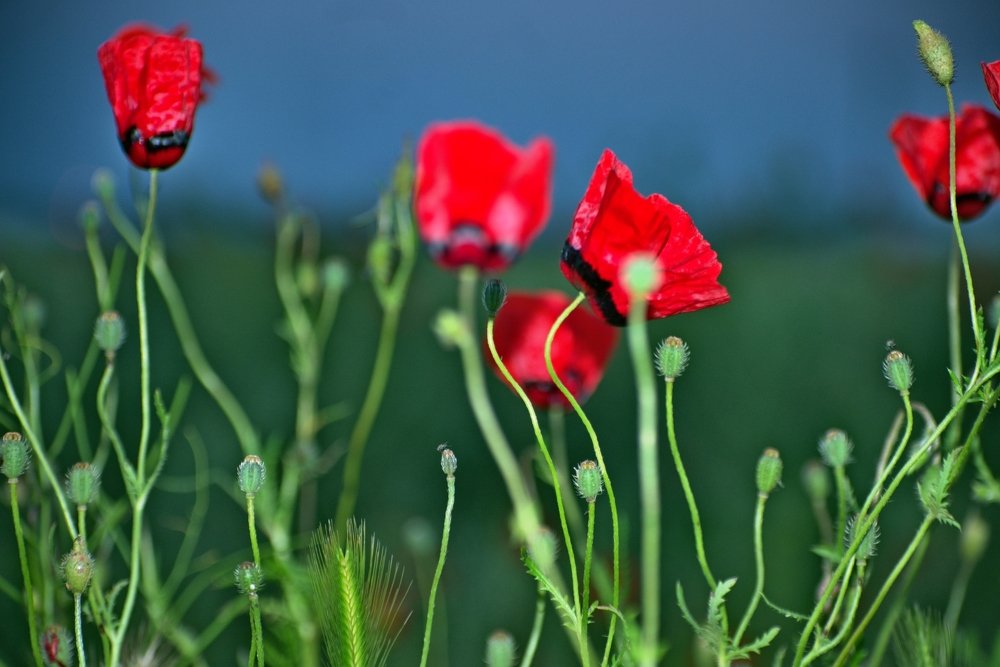 дикие маки на в предзакатные часы