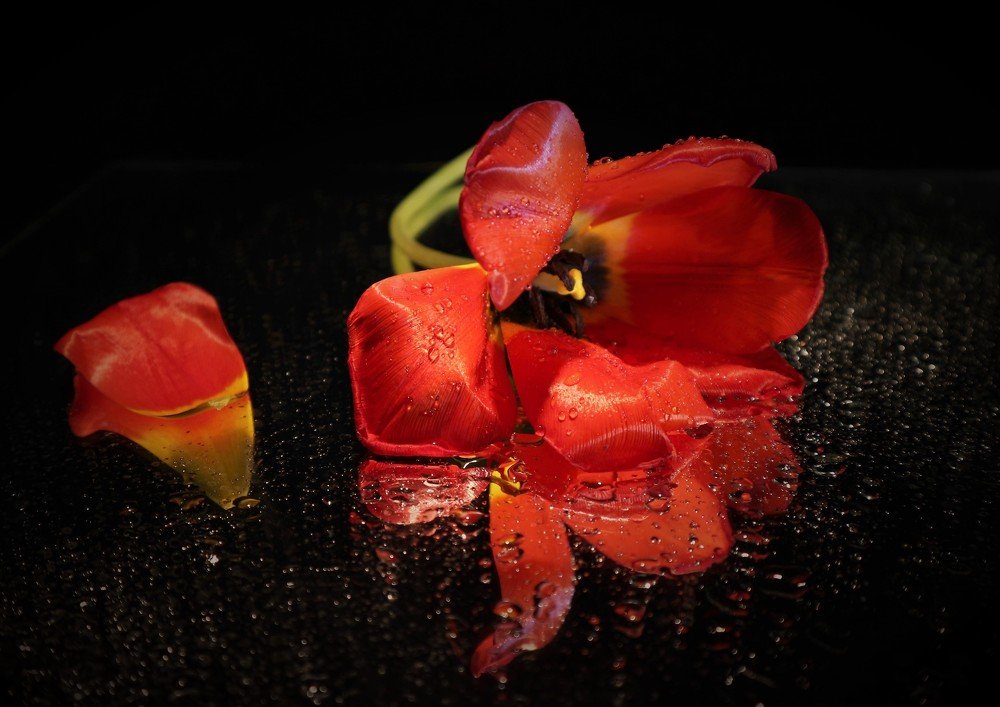 Все оттенки красного..