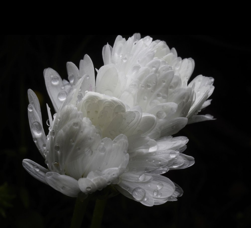 Photograph by Alexander Svetlov