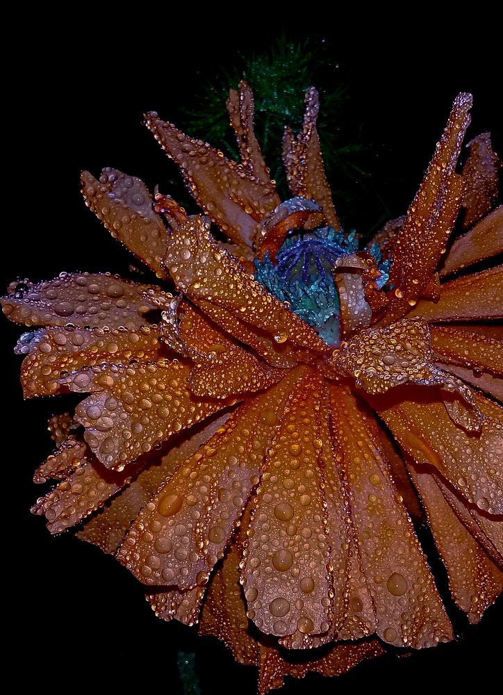 Фотография автора Наталья Алексеева