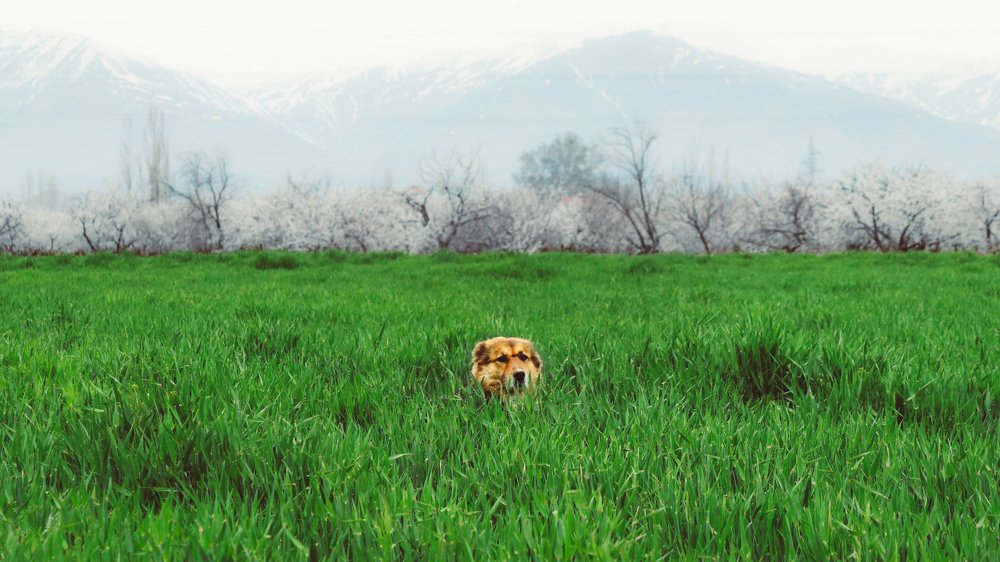 Photograph by mehrshad hassani