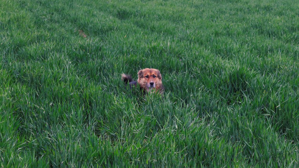 Photograph by mehrshad hassani