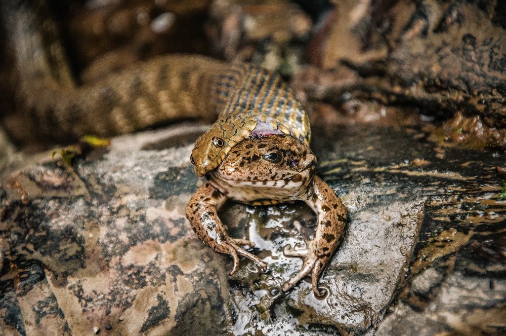 Непоколебимость