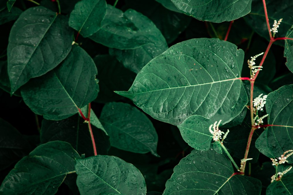 Фотография автора Ольга Галушкина