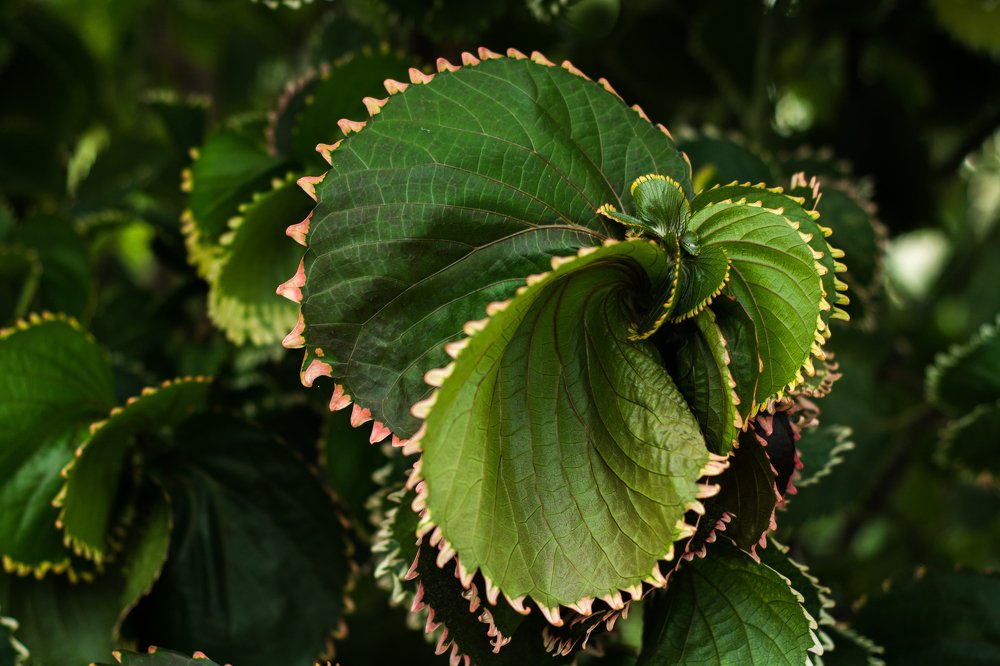 Photograph by Соша Грухина