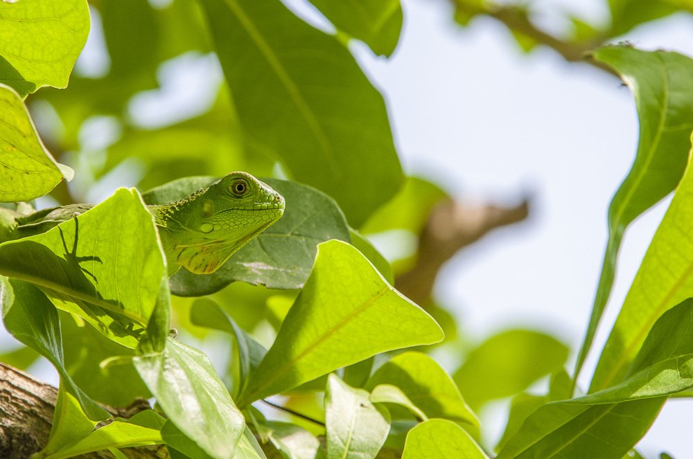 Photograph by Juan Barboza