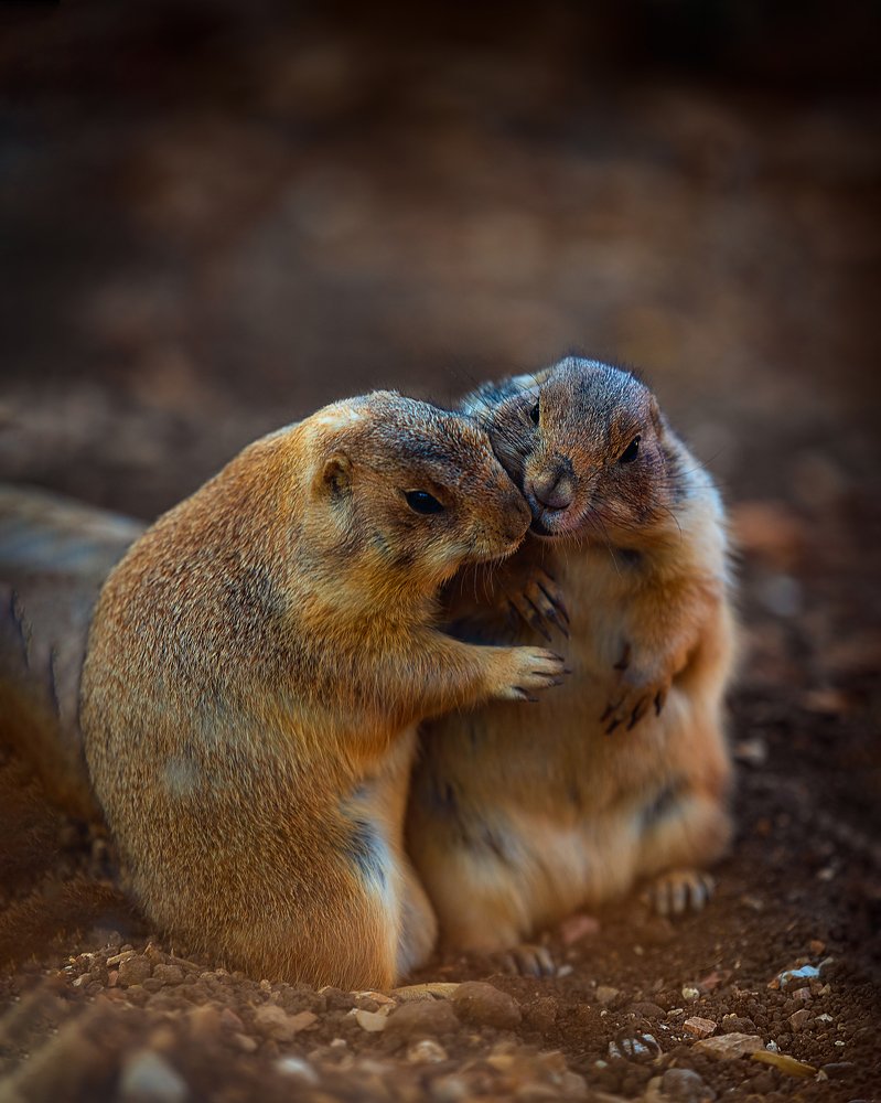 Это любовь!