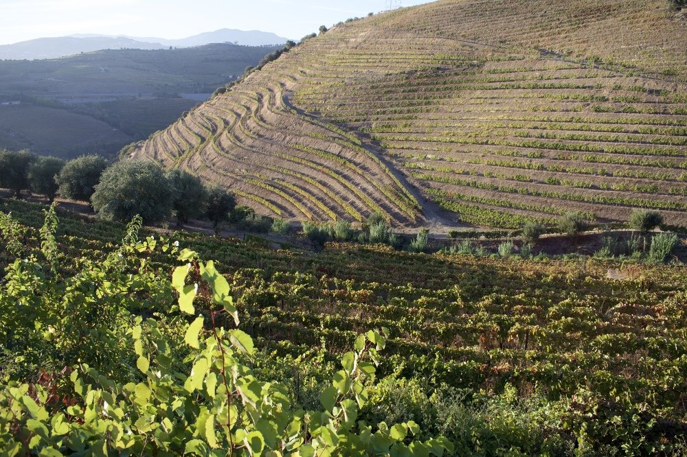 Photograph by Olga Pereira