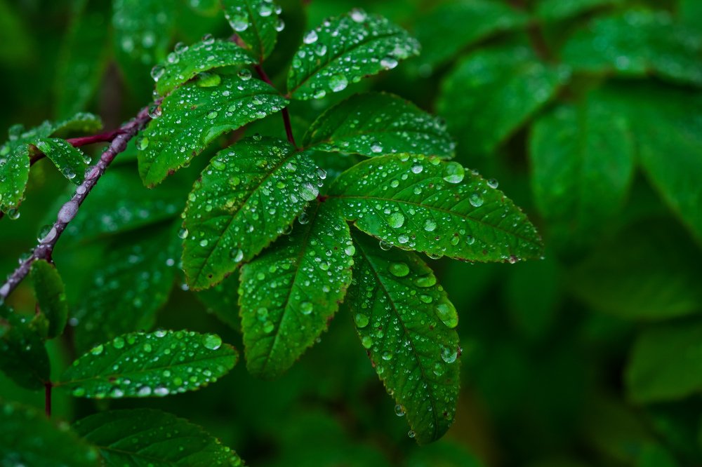 Photograph by Игорь Антипин