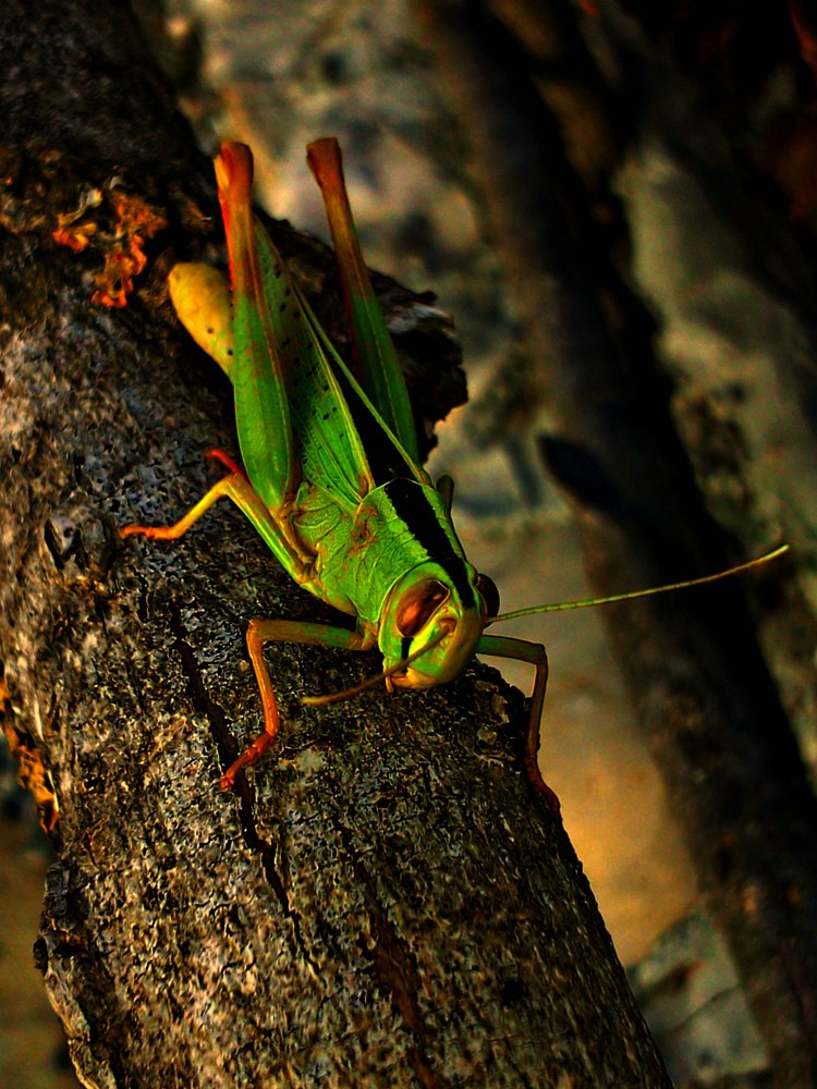 Photograph by Rasim Abdurahmanov