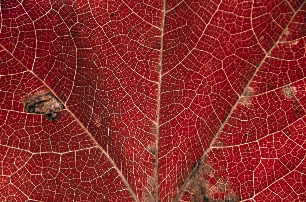 Photograph by Fernando Sileo