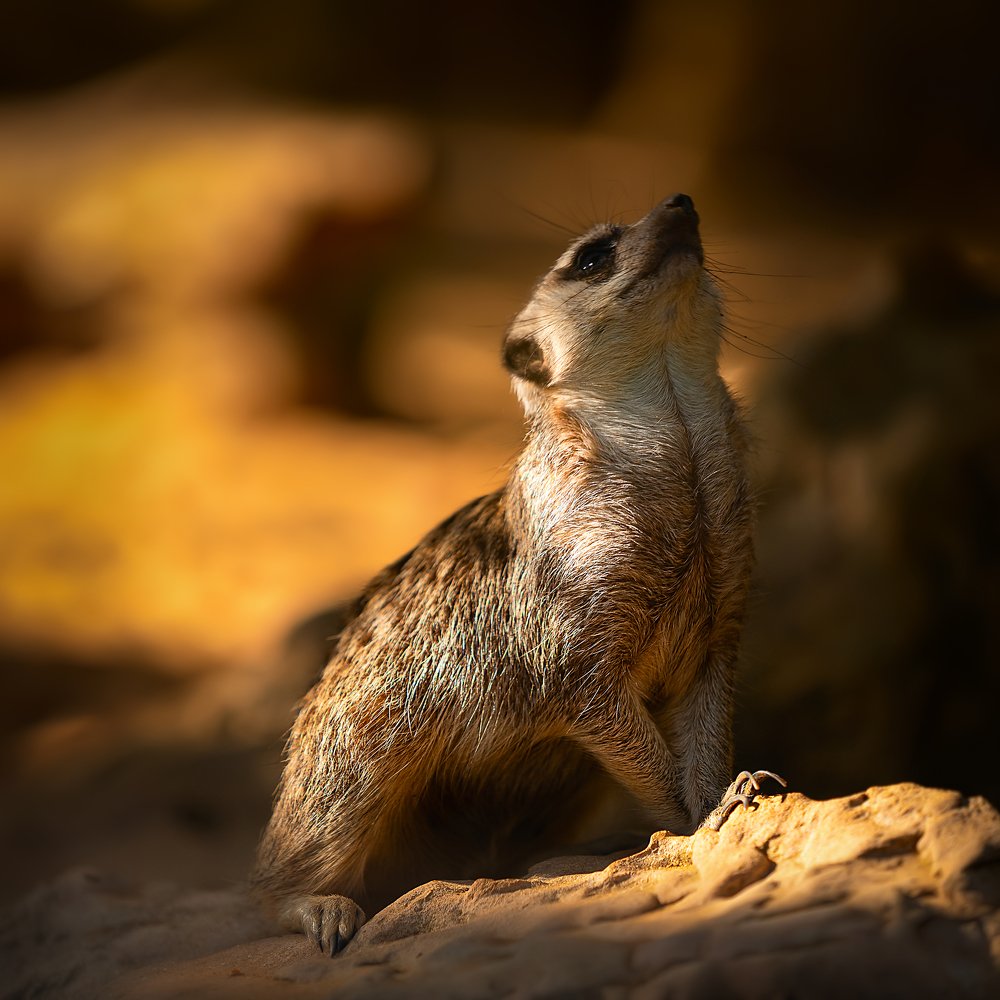 Photograph by David Lerer