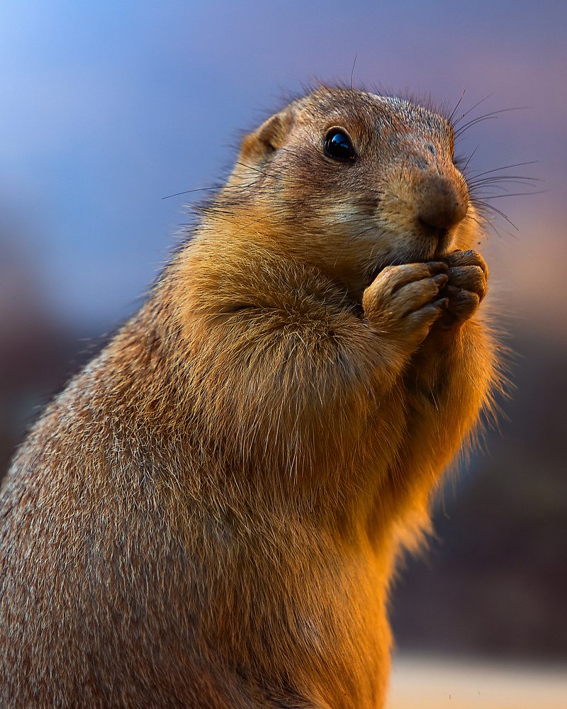 Спаси и сохрани