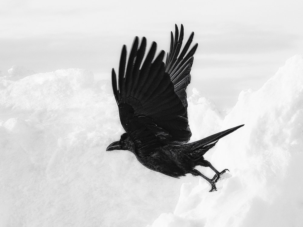 Photograph by Артём Белошицкий