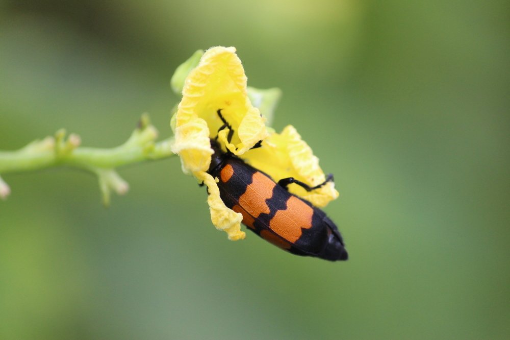 Photograph by Divas Rai