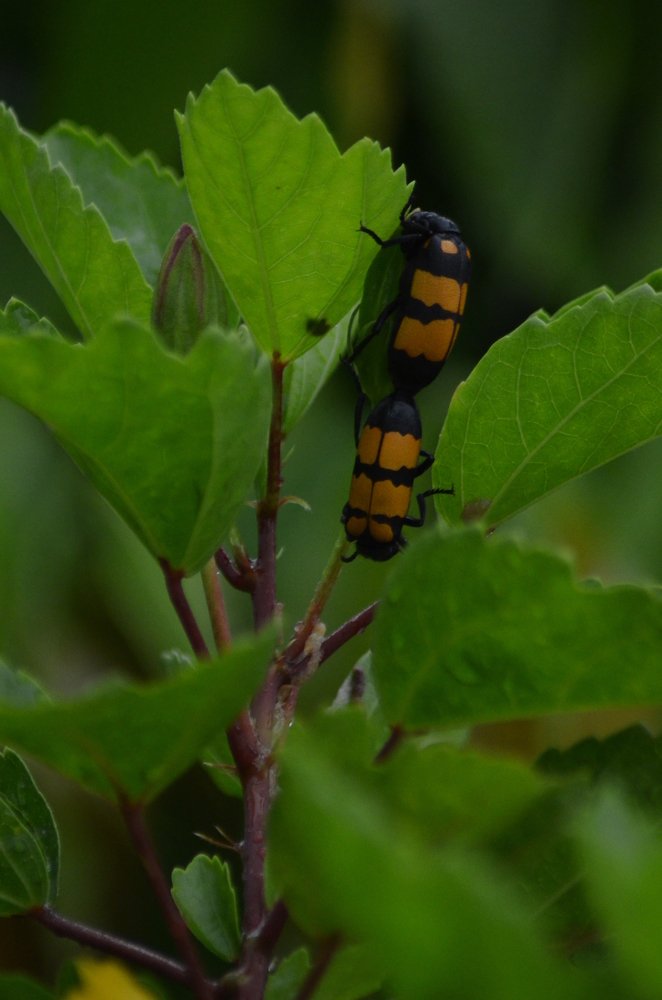 Photograph by Divas Rai