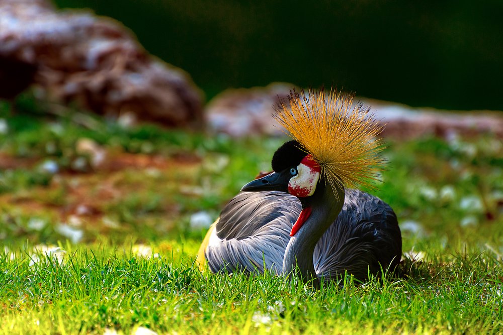 Красочные птицы