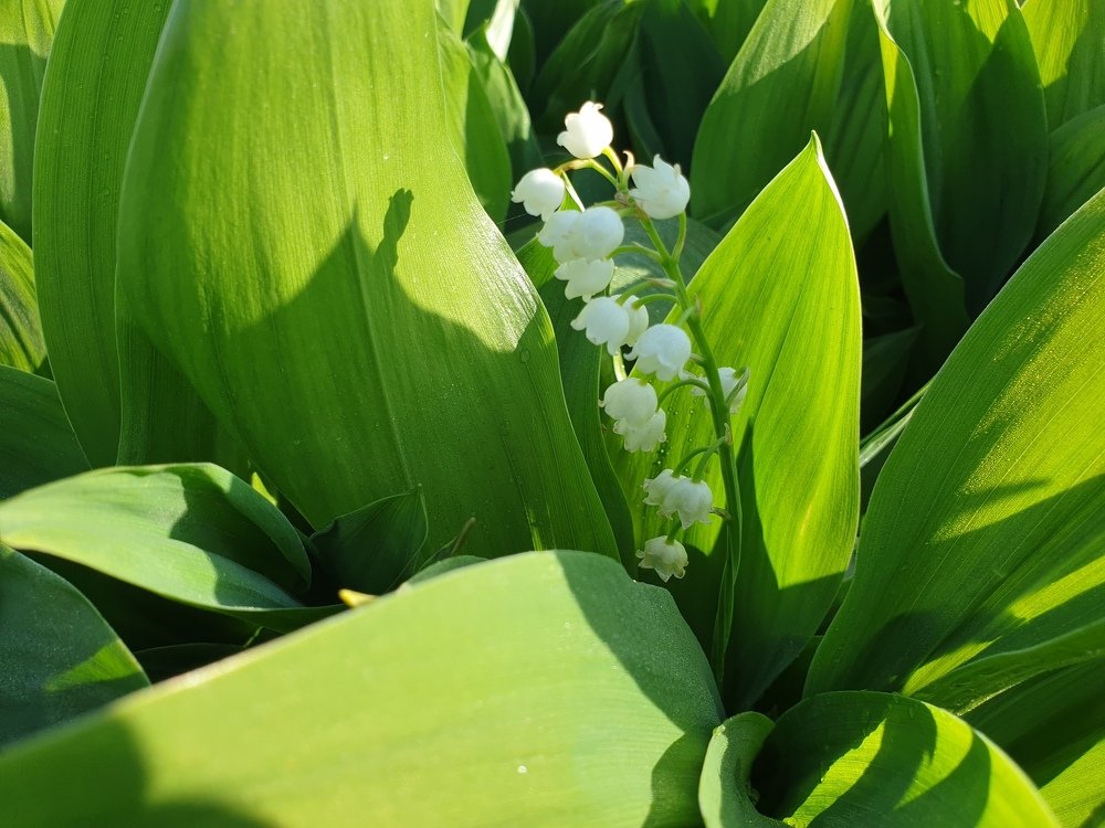 Photograph by mikhail goryachev