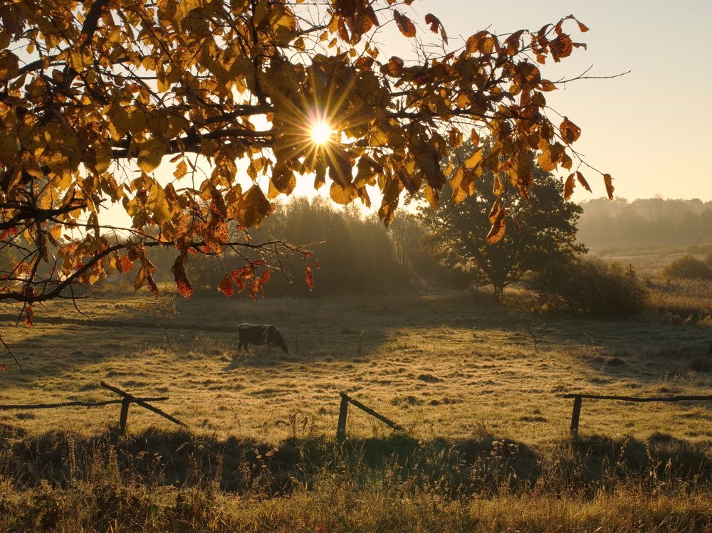 Осенняя пастораль