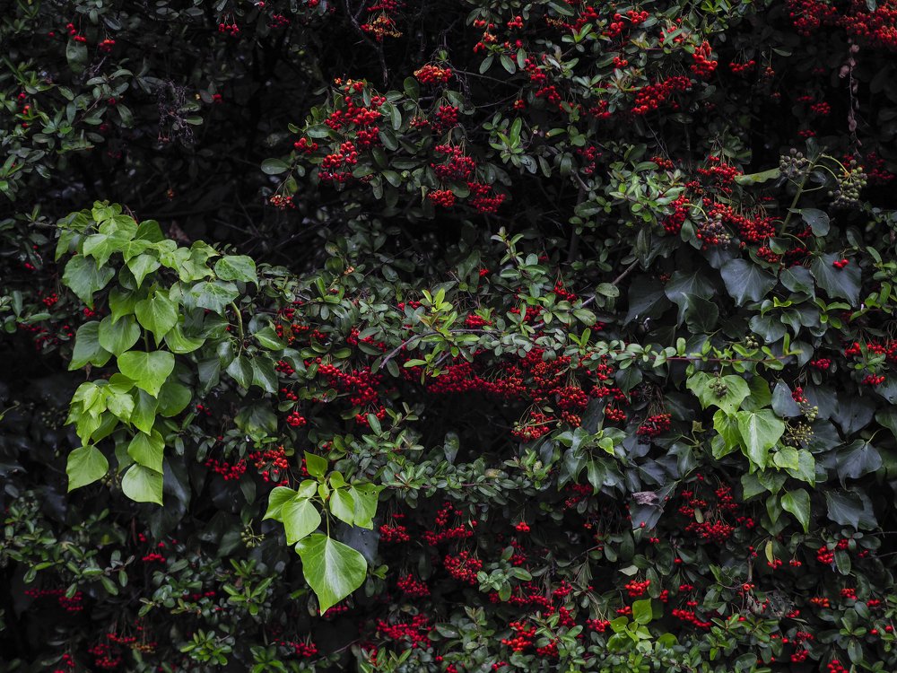 Фотография автора Ольга Горбунова