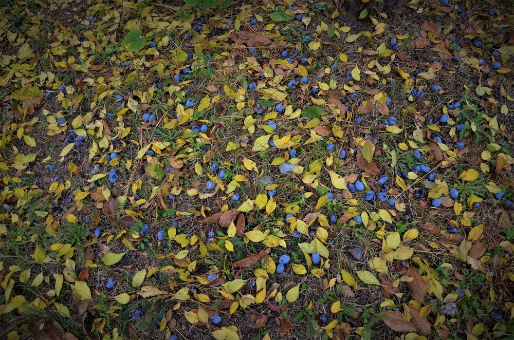 Photograph by Kusakin  Vladimir