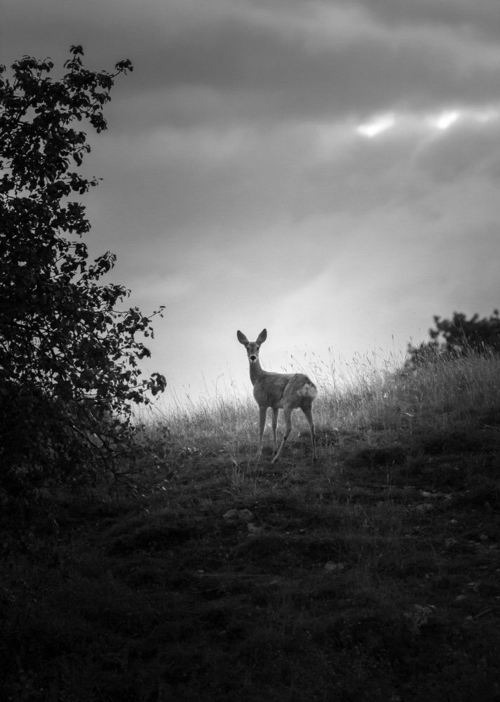 Photograph by Andrei Lazar